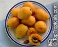 Loquat